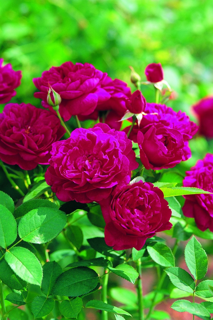 Rosier Darcey Bussell ®