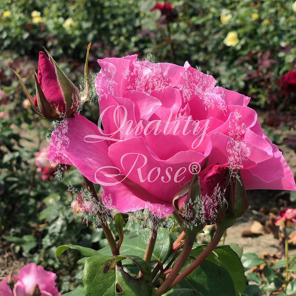 Rosier The Mc Cartney Rose ®