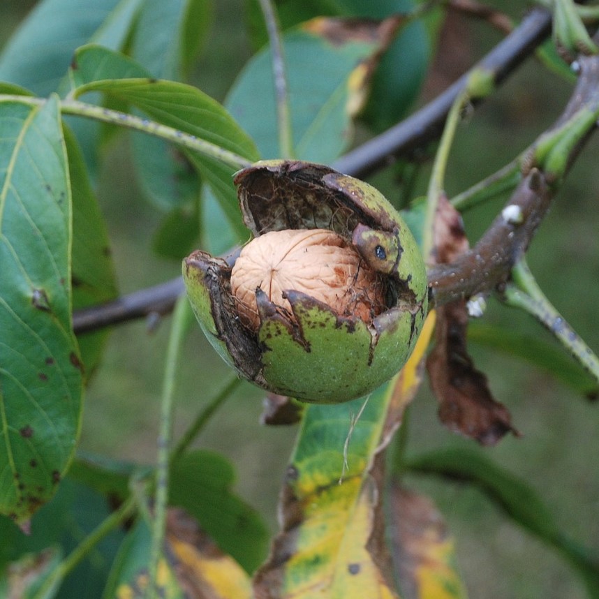 Noyer demi-tige 6-8  Juglans regia RN