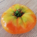 Tomate Persimmon (semence)