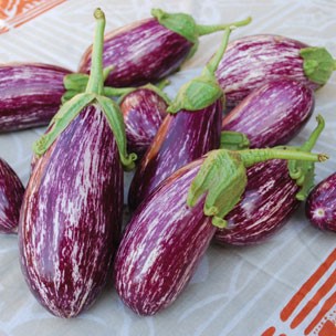 Aubergine listada de Gandia (semence)