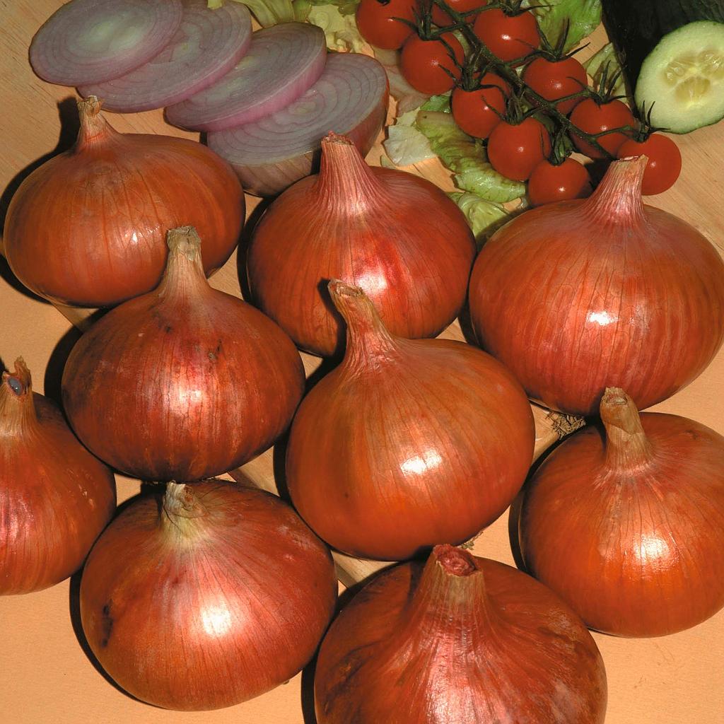 Oignon  à planter rose (Semences)