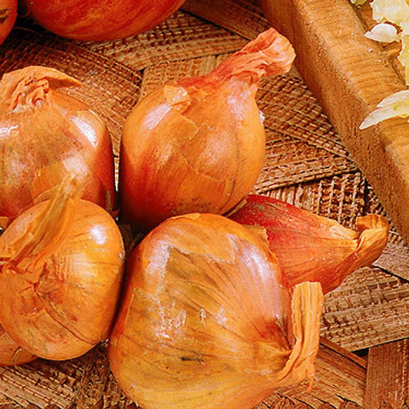 Echalote Golden Gourmet 