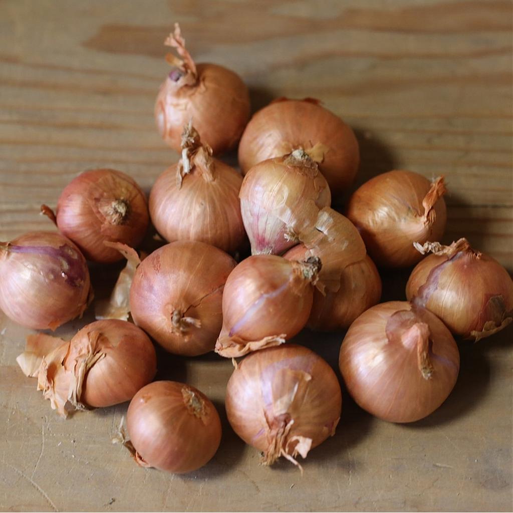 Echalote Red Sun (Semences)