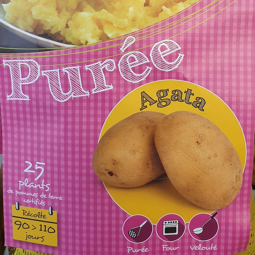 Pomme de terre Agata