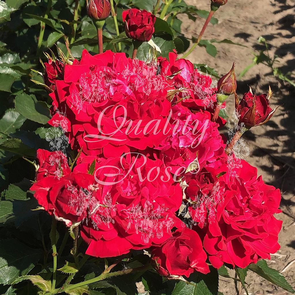 Rosier Nina Weibull / Minha - Tige