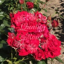 Rosier Nina Weibull / Minha - Tige