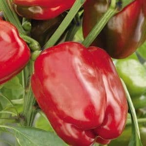 Poivron  carré Beluga® Red F1 (Bontempi) greffé

 Plant en pot de 11X11 cm