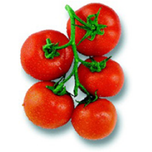 Tomate   grappe Premio F1
 Plant en pot de 9x9x10 cm