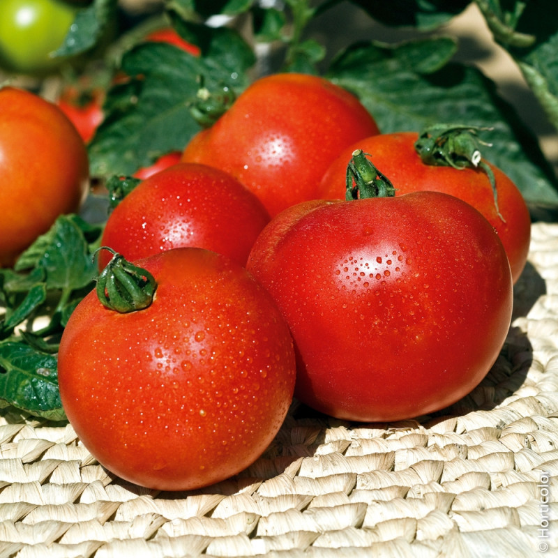 Tomate Paola F1
 Plant en pot de 9x9x10 cm