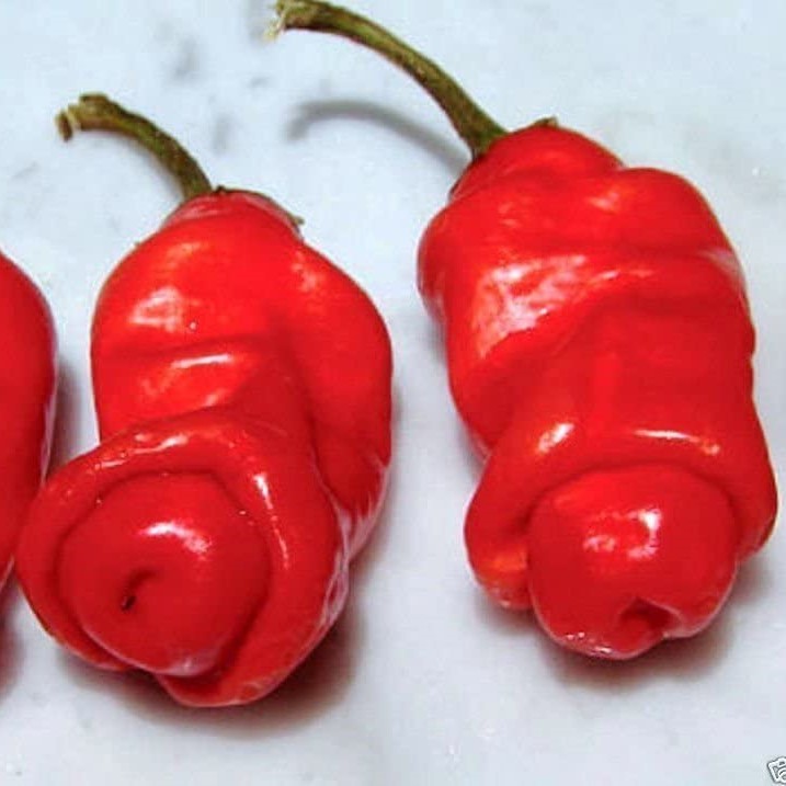 Piment très fort Penis - Peter Pepper Red
 Plant en pot de 8X8 cm