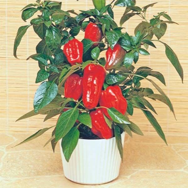 Poivron mini Redskin
 Plant en pot de 9x9x10 cm