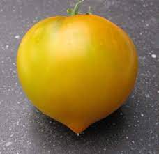 Tomate  jaune Téton de Wépion
 Plant en pot de 8X8 cm