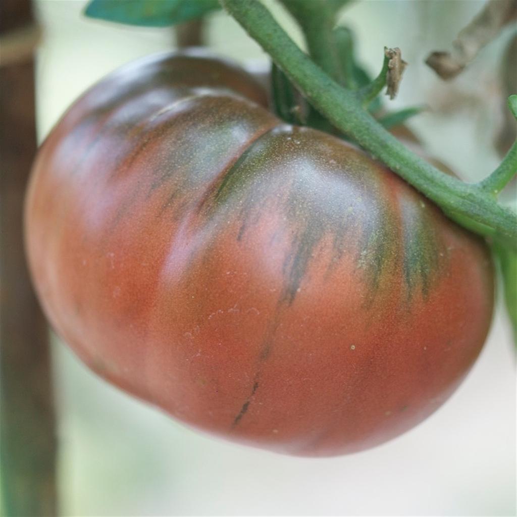 Tomate  noire de Tula
 Plant en pot de 8X8 cm