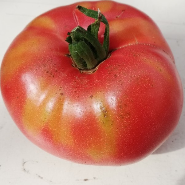 Tomate Belgiam
 Plant en pot de 8X8 cm