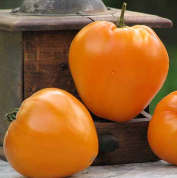 Tomate Coeur de boeuf orange
 Plant en pot de 8X8 cm