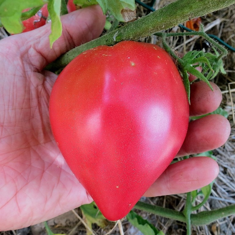 Tomate Coeur de boeuf rose
 Plant en pot de 8X8 cm
