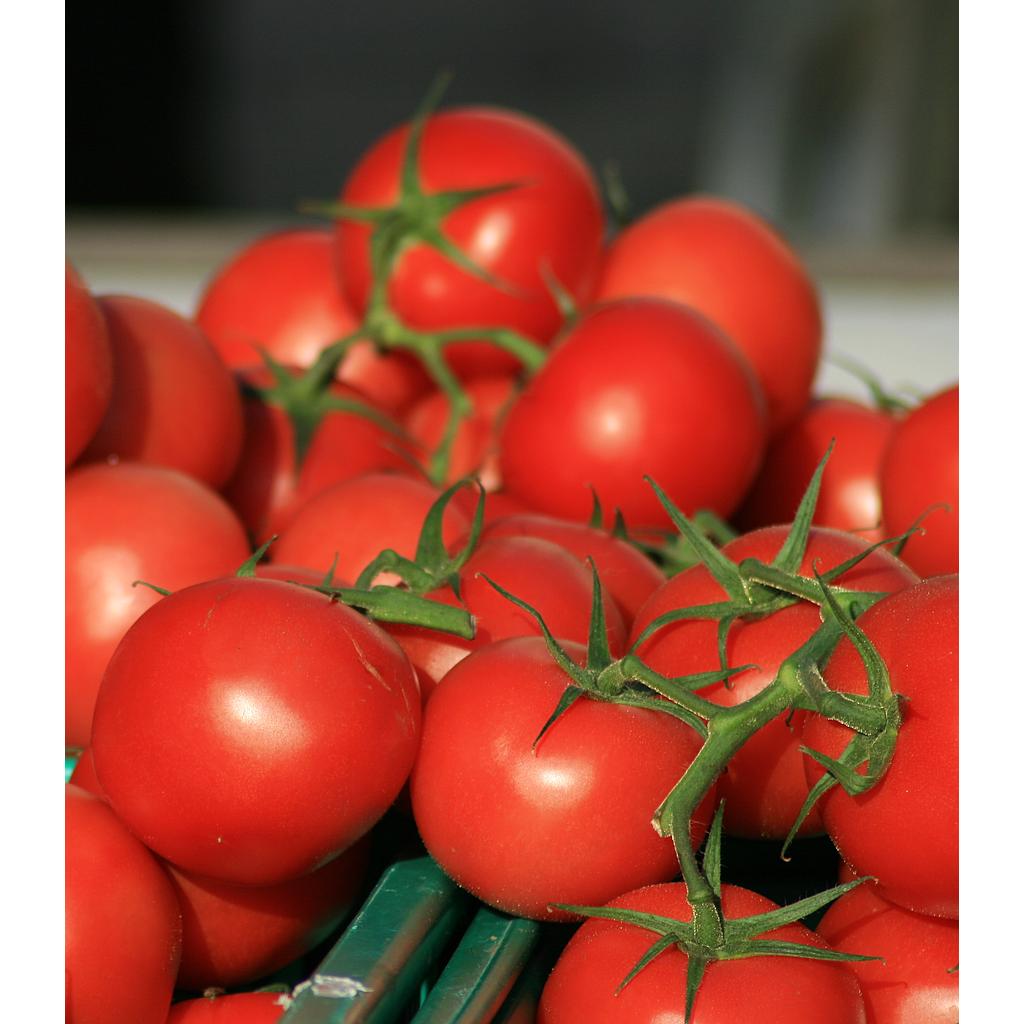 Tomate Corma
 Plant en pot de 8X8 cm