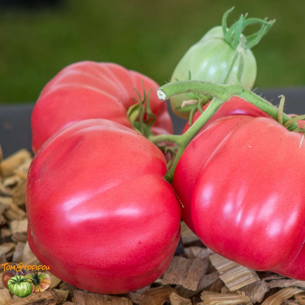 Tomate Grosse des Marais
 Plant en pot de 8X8 cm