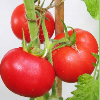 Tomate Marché d'Anvers
 Plant en pot de 8X8 cm