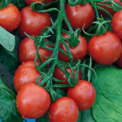 Tomate Ruthje
 Plant en pot de 8X8 cm