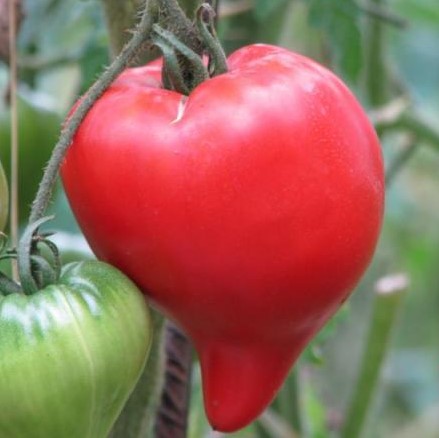 Tomate Téton de Vénus
 Plant en pot de 8X8 cm