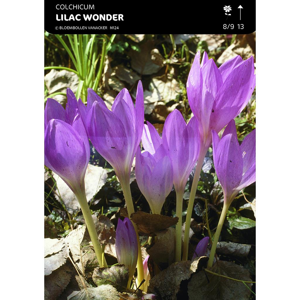 Colchicum Lilac Wonder