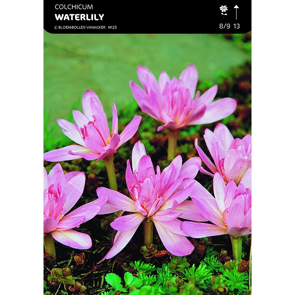 Colchicum Waterlily