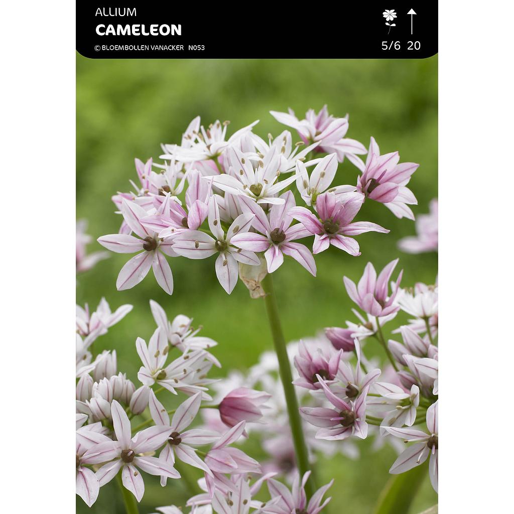 Allium Cameleon