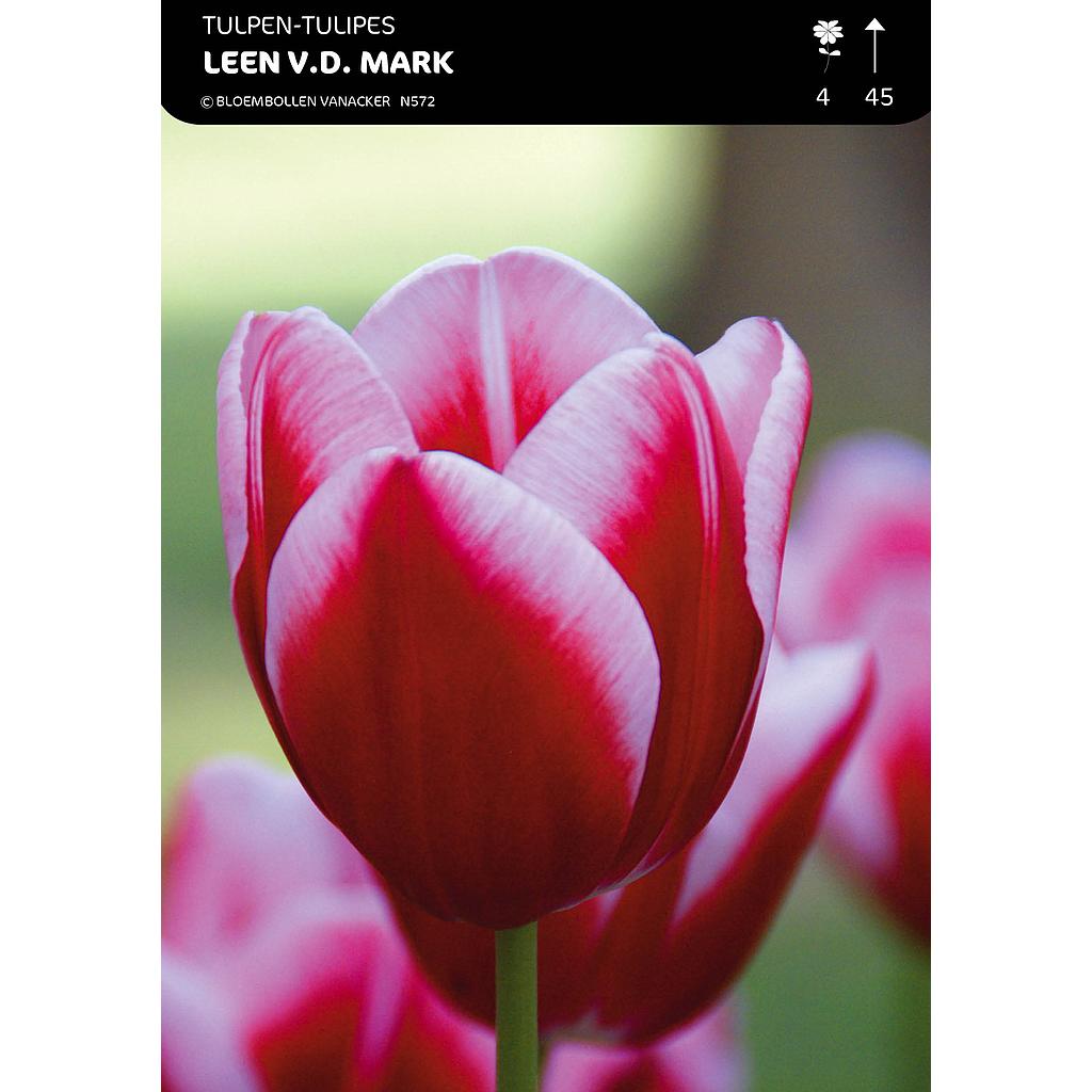 Tulipe Triomphe Leen Van Der Mark