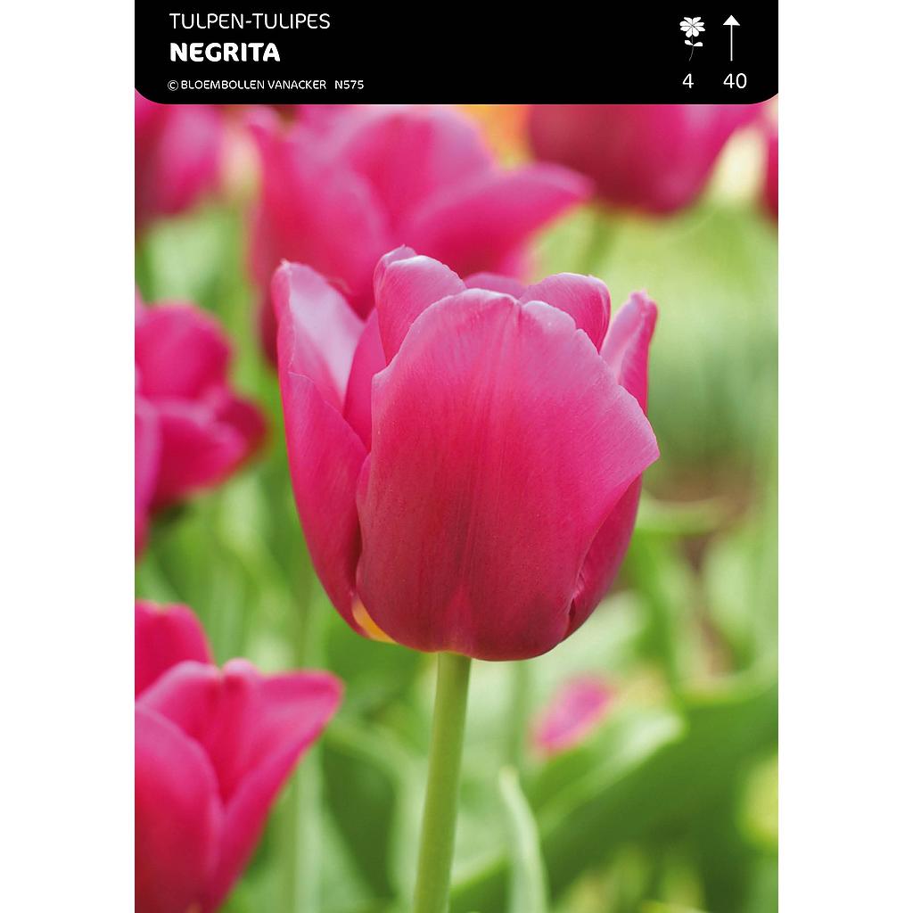 Tulipe Triomphe Negrita
