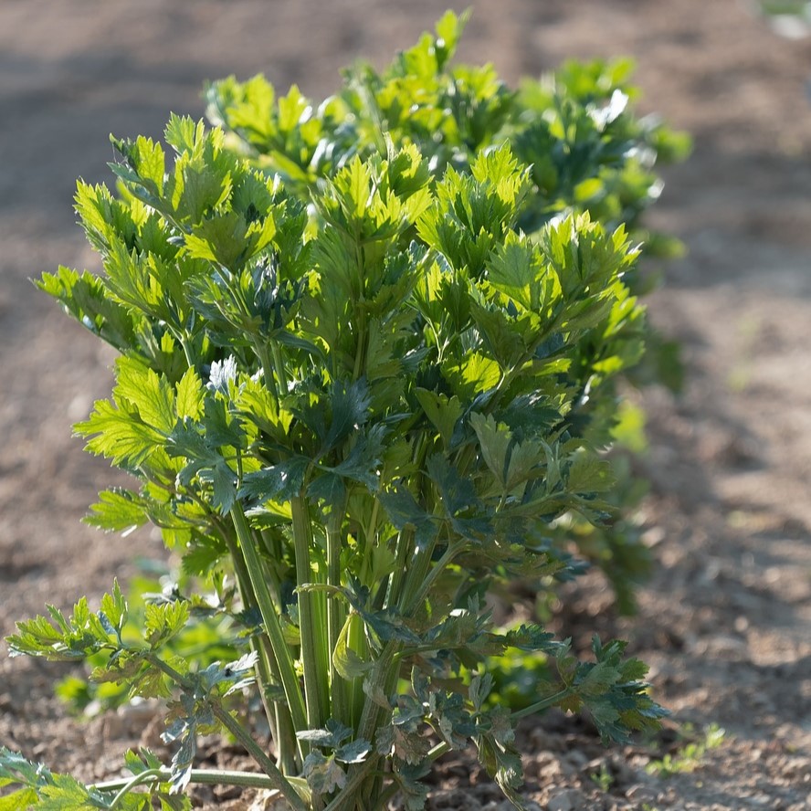 Céleri vivace Ache de Montagne - Livèche

 Plant en pot de 10,5 cm