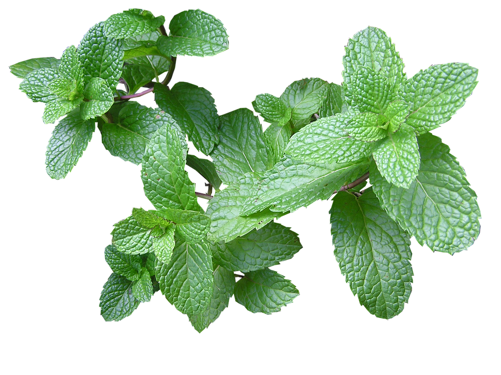 Menthe Hollywood

 Plant en pot de 10,5 cm