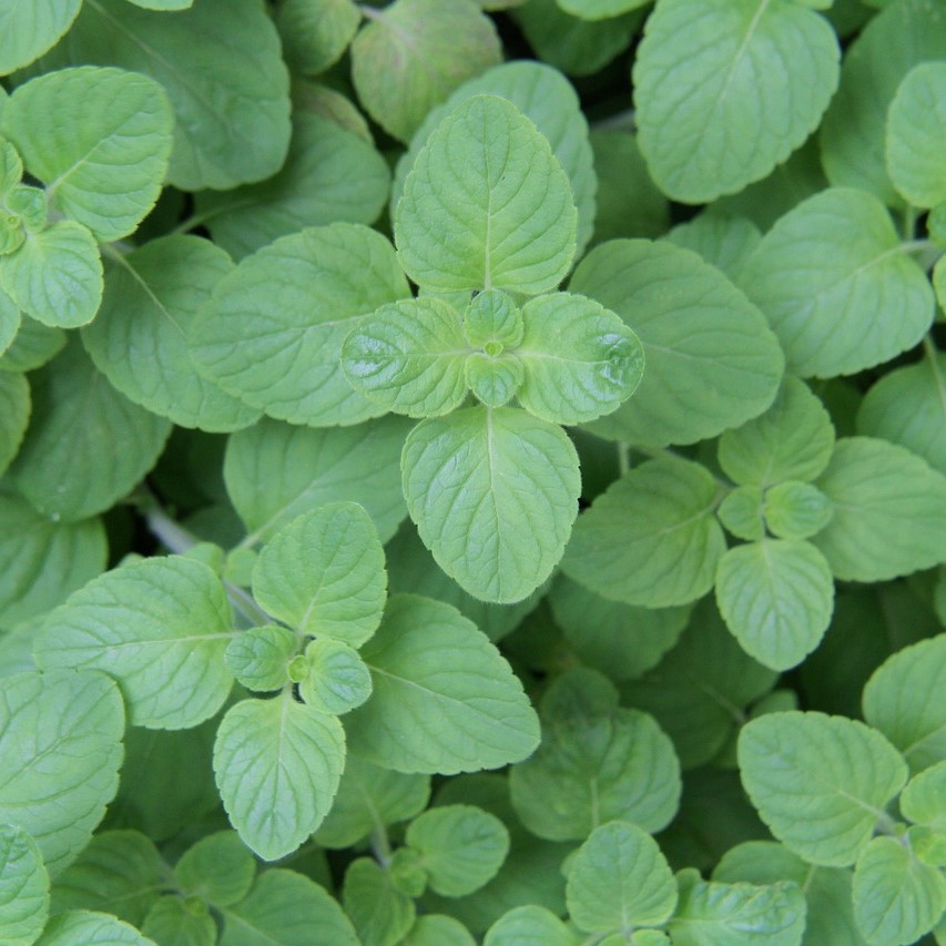 Menthe Pouliot - pulegium

 Plant en pot de 10,5 cm