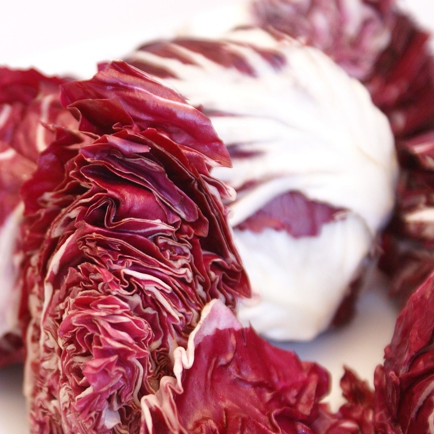 Chicorée italienne Radicchio Chioggia
 Plant en motte