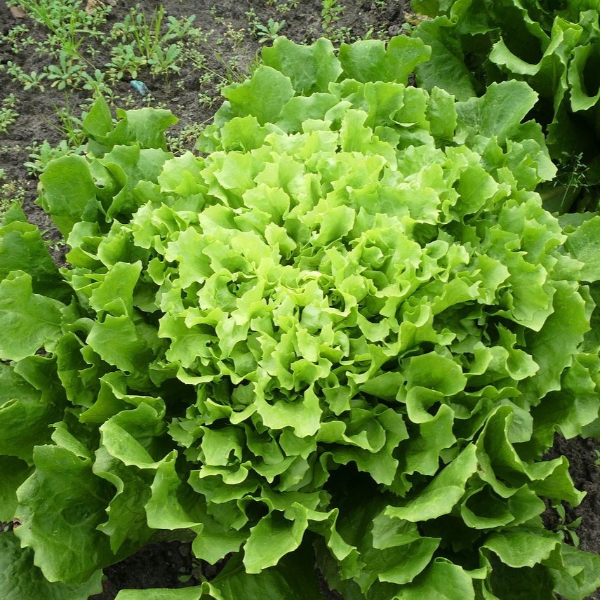 Chicorée scarole .
 Plant en motte