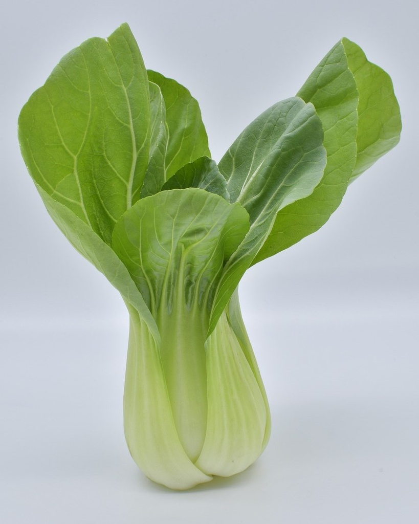 Chou de Chine Pak Choi
 Plant en motte