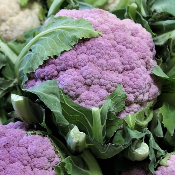 Chou fleur De Sicile, violet
 Plant en pot de 10,5 cm