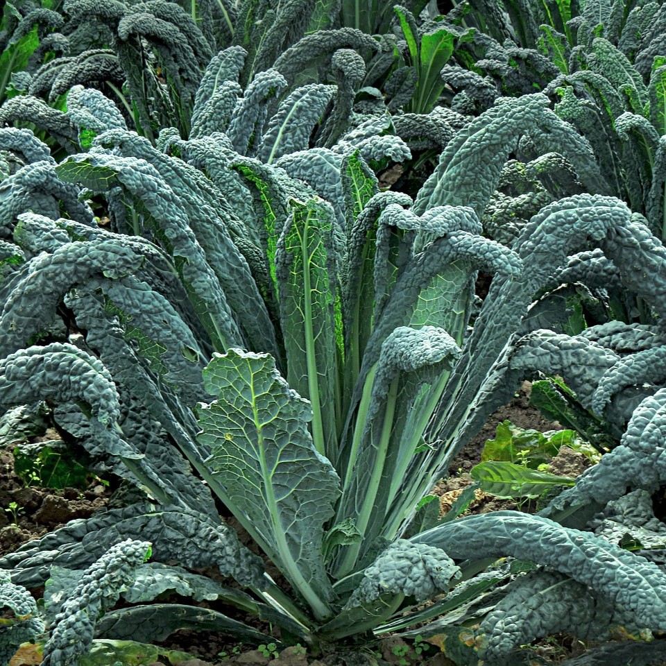 Chou noir de Toscane
 Plant en pot de 10,5 cm