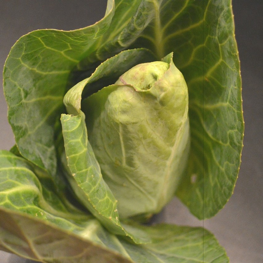 Chou pain .
 Plant en pot de 10,5 cm