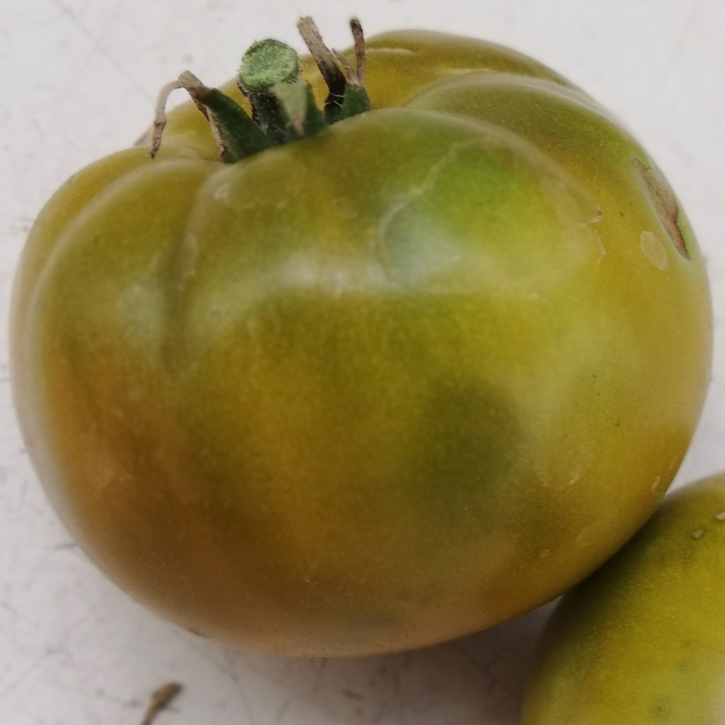 Tomate greffée  Verte de Huy
 Plant en pot de 11X11 cm