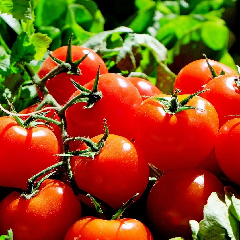 Tomate greffée cerise Solena Red F1
 Plant en pot de 11X11 cm