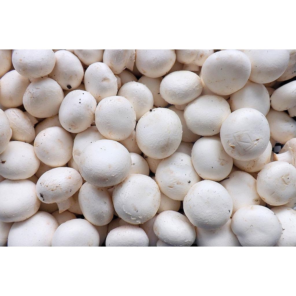 Champignon Blanc de Paris
Gros ballot