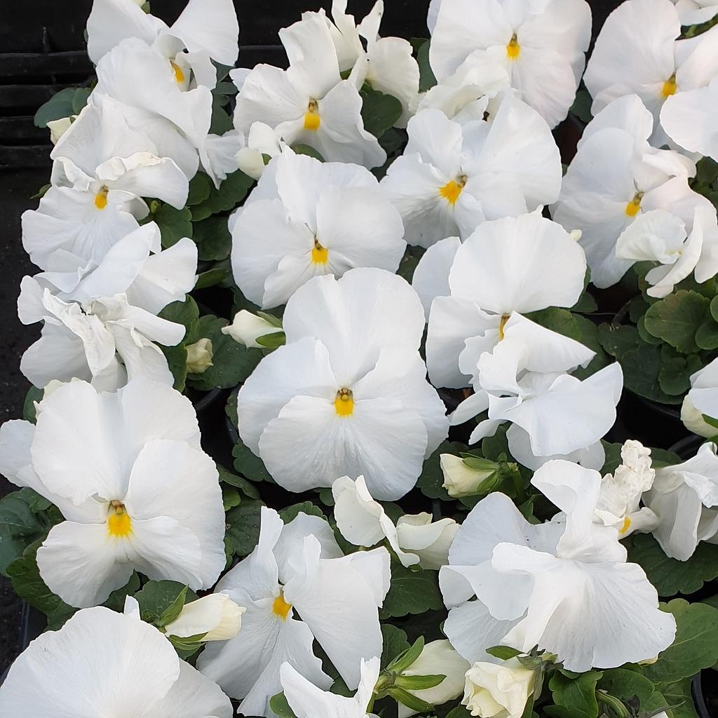 Pensée à grosses fleurs Carrera White  P9