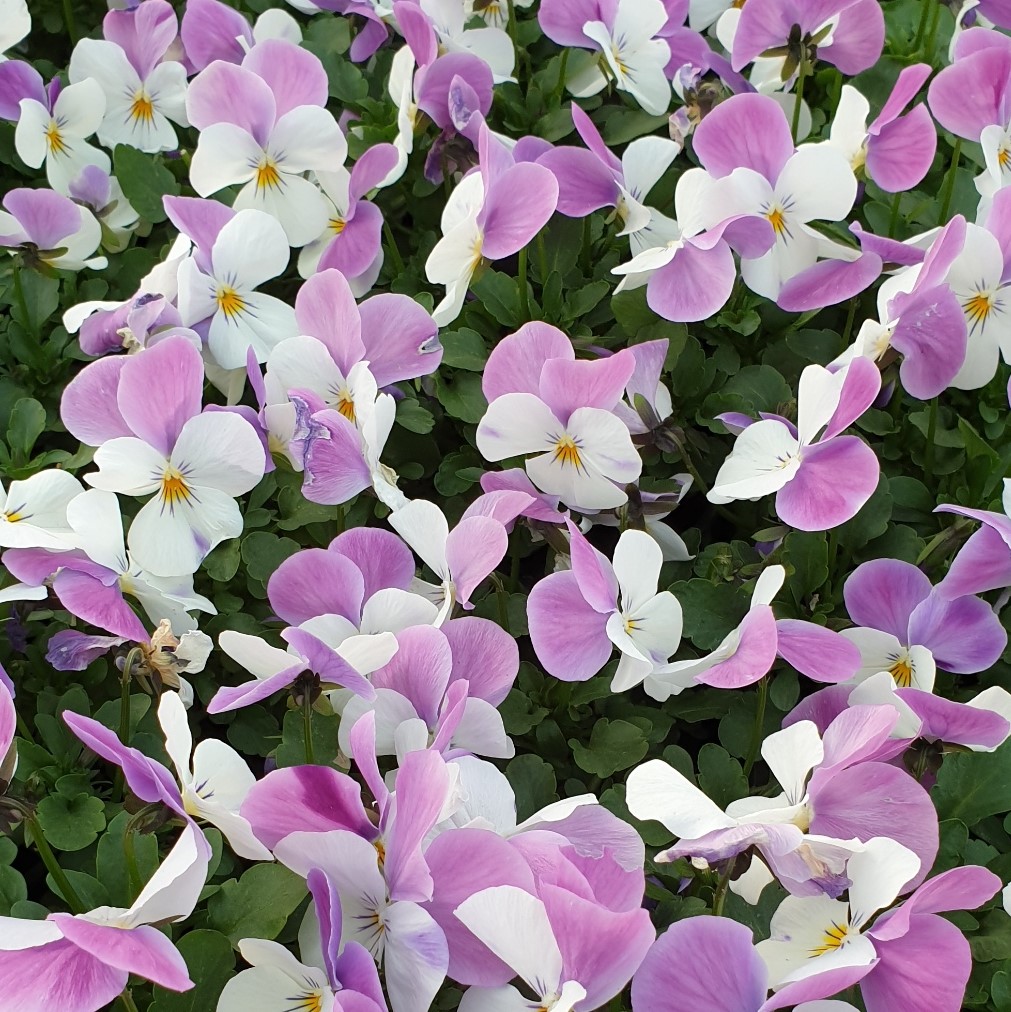 Pensée à petites fleurs Butterfly Lilac White  P9