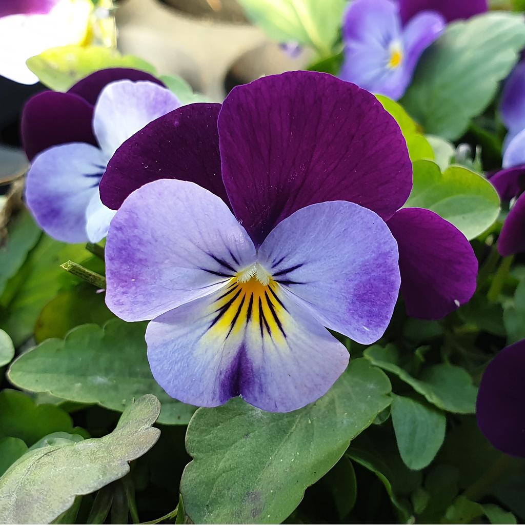 Pensée à petites fleurs Butterfly Purple Blue  P9