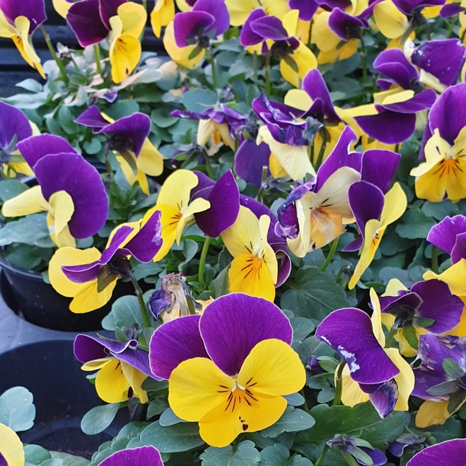 Pensée à petites fleurs Butterfly Purple Yellow  P9