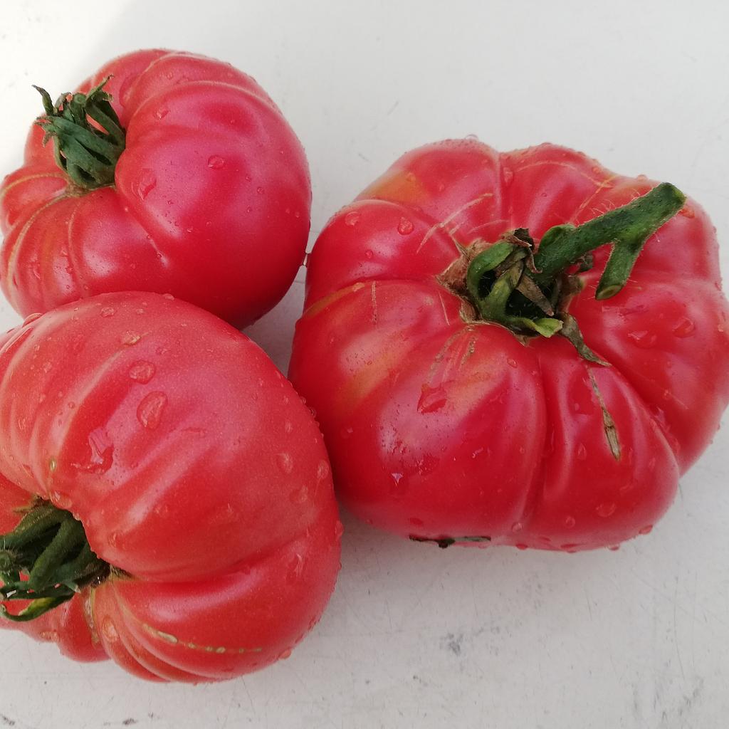 Tomate Belgian Pounder (semence)