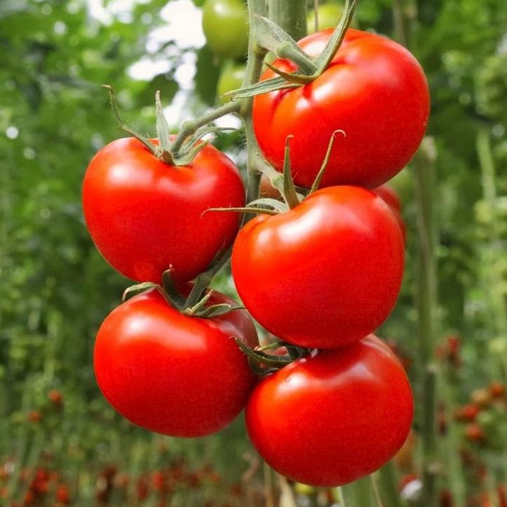 Tomate Tica (semence)