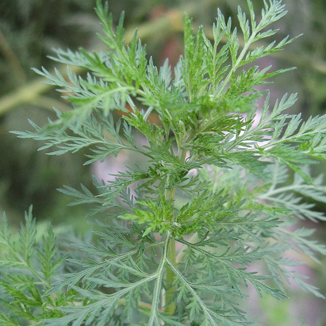 Artemisia annua (Armoise) (semence)